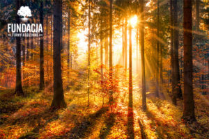 Fundacja Firmy Rodzinne, słońce, las, natura, popołudnie, jesień, złota polska, kora, korzenie, mech, forest, family, growth, sun,